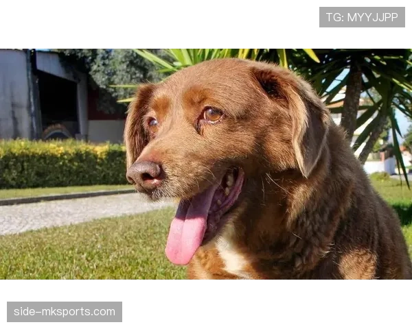 特雷·杨家的狗都比你我活得精致